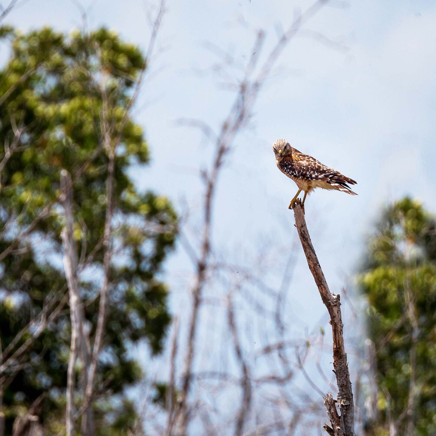 This small hawk was staring at traffic along the road to Mahogany Hamock.
